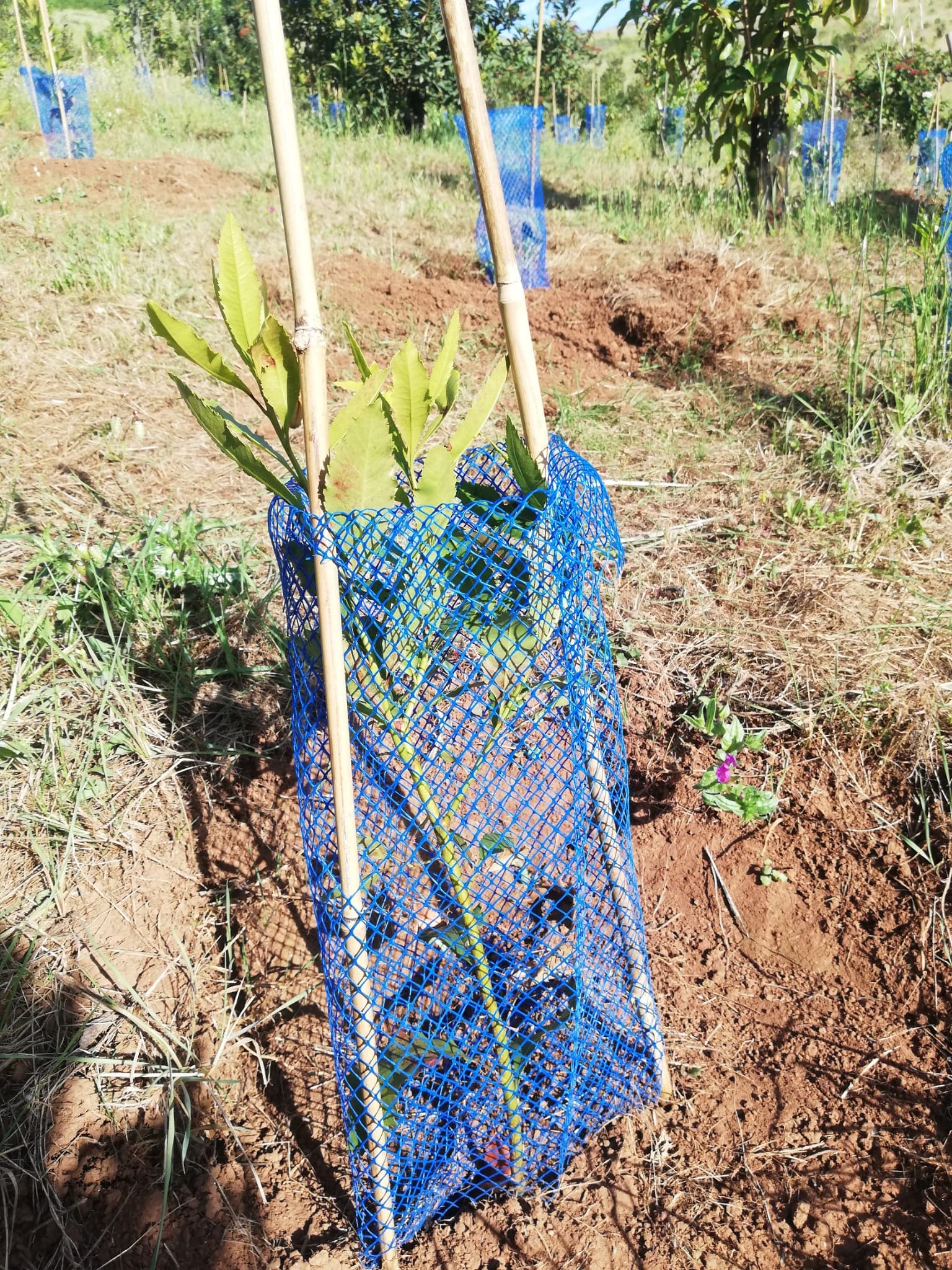 Foto árbol plantado por la fundación FORESTA